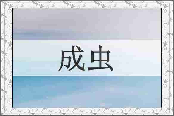 成虫