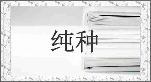 纯种