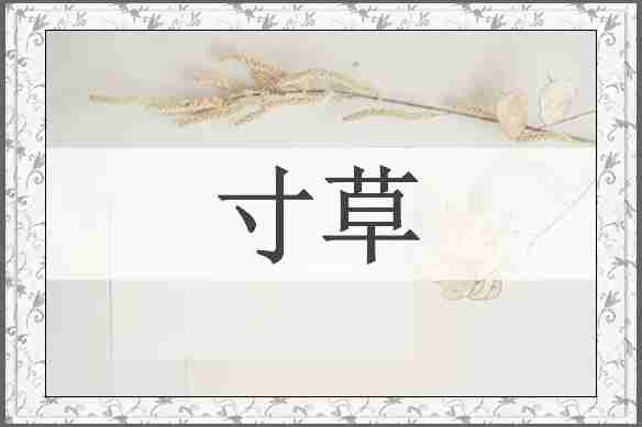 寸草