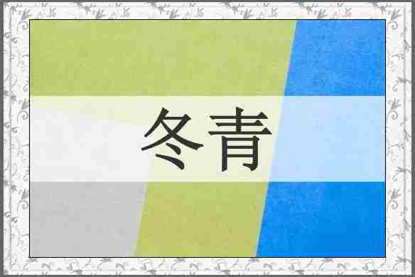 冬青