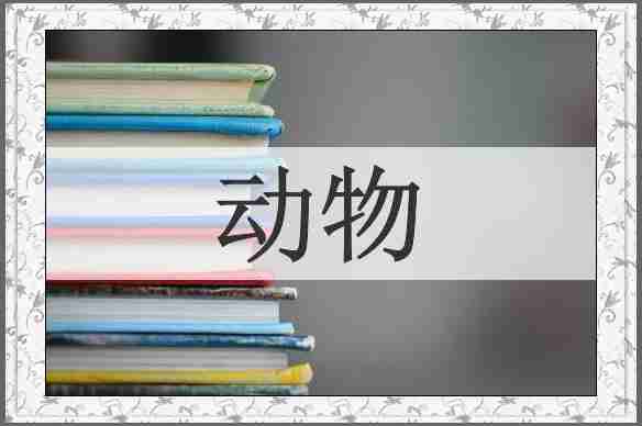 动物
