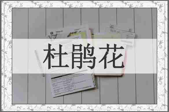 杜鹃花