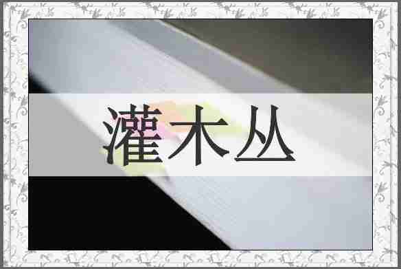 灌木丛