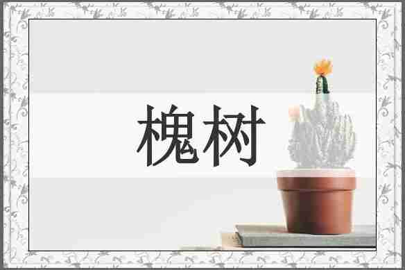 槐树