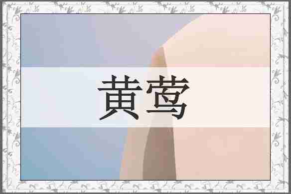 黄莺