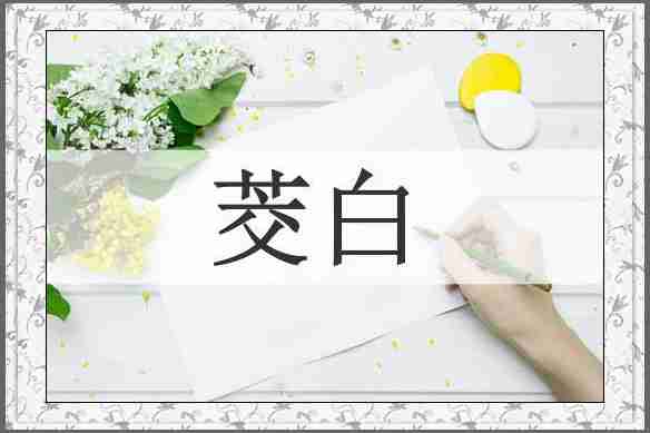 茭白