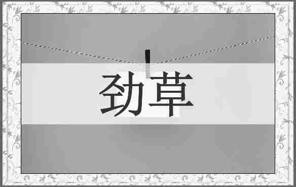 劲草
