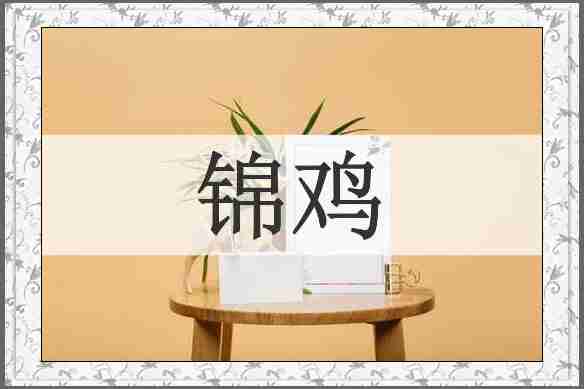锦鸡