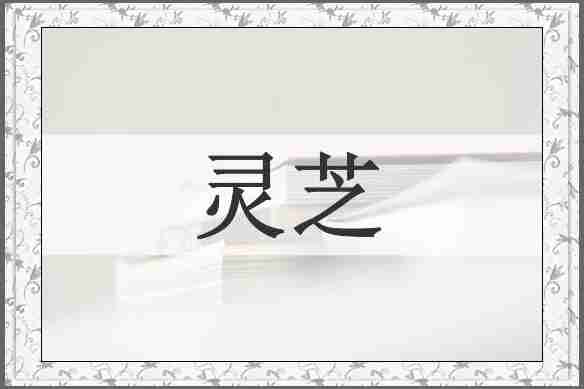 灵芝