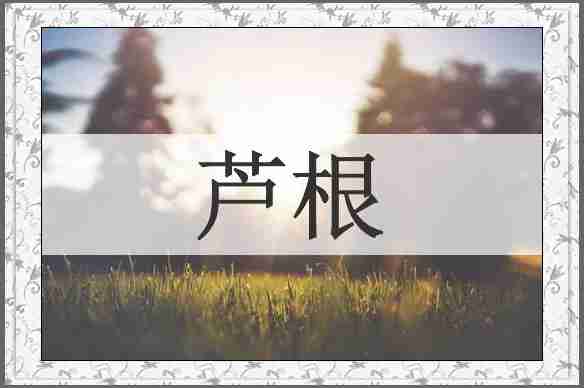 芦根