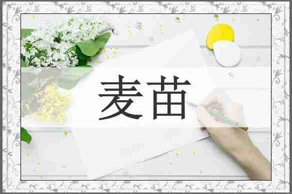 麦苗