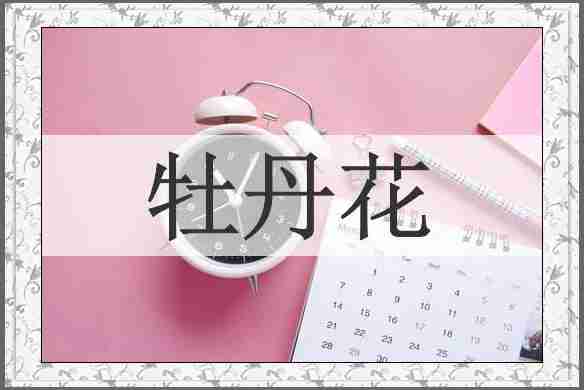 牡丹花