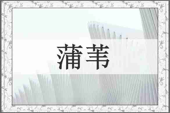 蒲苇
