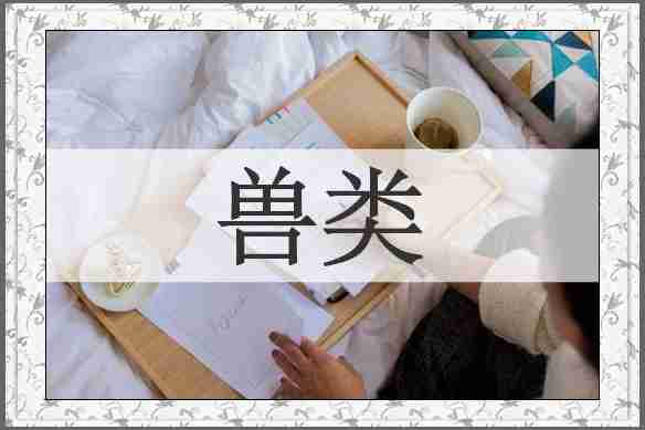 兽类