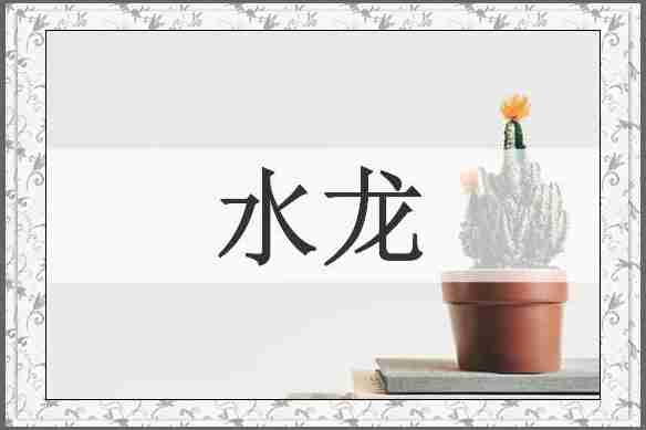 水龙