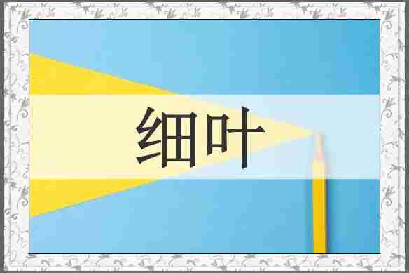 细叶