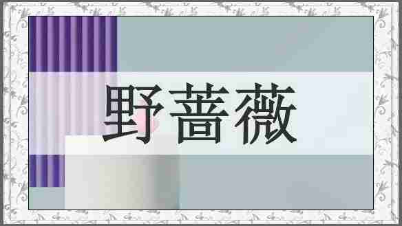 野蔷薇