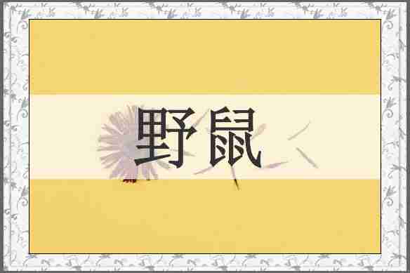 野鼠