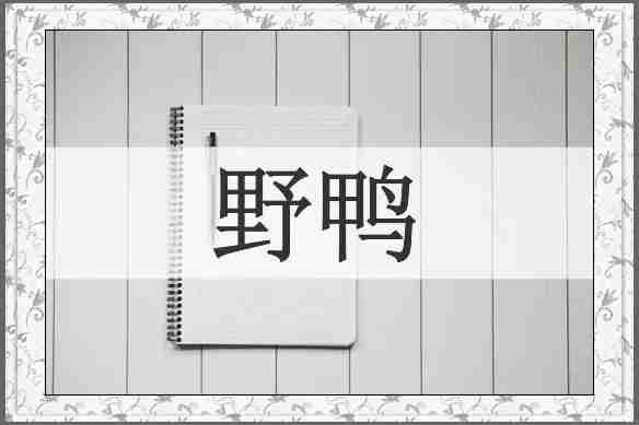 野鸭