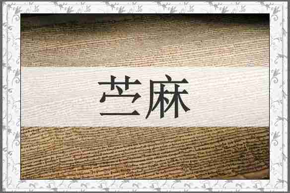苎麻